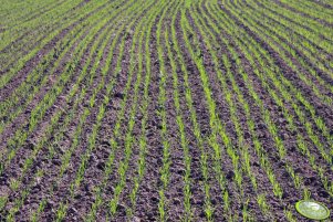 Pszenica Preciosa 02.10.2011