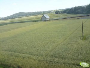 Pszenica sąsiada