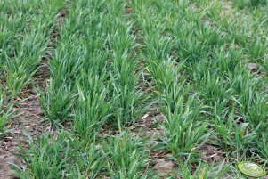 Pszenica Toras 01.04.2012