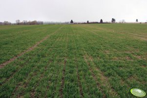 Pszenica Toras 01.04.2012