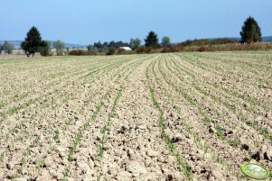 Pszenica Toras 02.10.2011