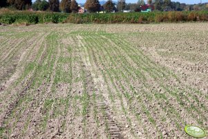 Pszenica Toras 02.10.2011