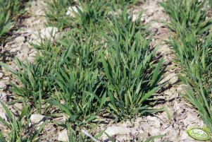 Pszenica Toras 09.04.2012