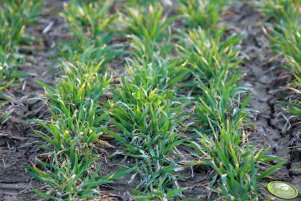 Pszenica Toras 21.03.2012