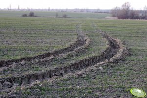 Pszenica Torras 26.03.2010