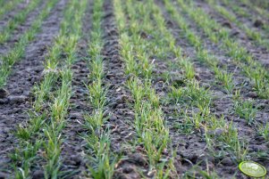 Pszenica Torras 26.03.2010