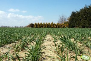 Pszenica Tuareg 03.04.2011