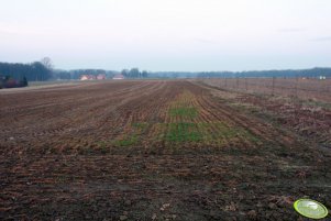 Pszenica Tuareg 21.03.2012