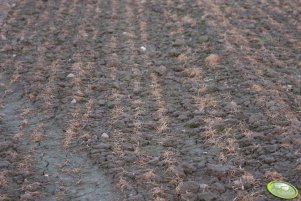 Pszenica Tuareg 21.03.2012