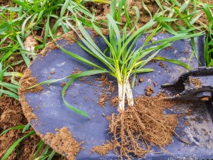 Pszenica ozima Artist - 24.11.2018