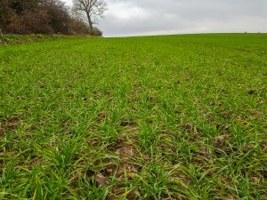 Pszenica ozima Artist - 24.11.2018