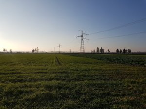 pszenica ozima artist 17.11.2018