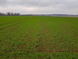 Pszenica ozima Artist i Rotax - 13.10.2018