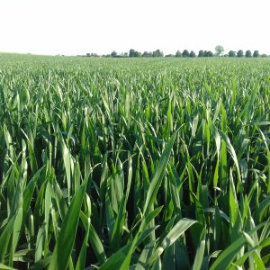 Pszenica ozima belissa