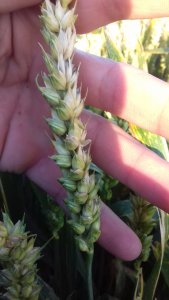 Pszenica ozima belissa