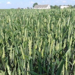 Pszenica ozima belissa