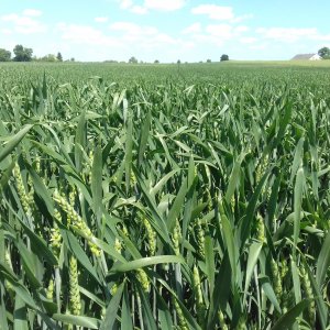 Pszenica ozima belissa