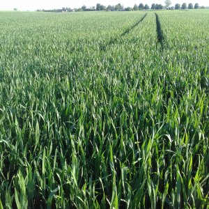 Pszenica ozima belissa