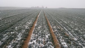 Pszenica ozima Delawar