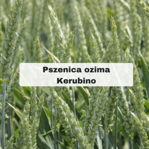 Pszenica ozima Kerubino: jakością odwdzięcza się za agrotechnikę