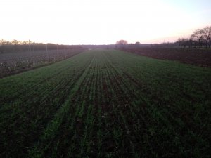 Pszenica ozima Ostroga