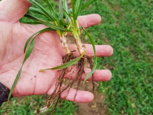 Pszenica ozima Rivero - 24.11.2018