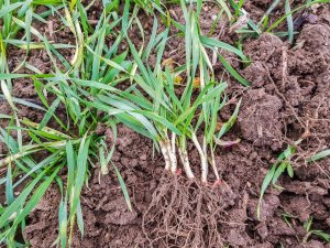 Pszenica ozima Rivero - 24.11.2018