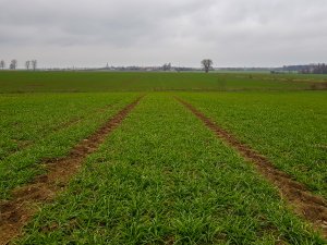 Pszenica ozima Rivero - 24.11.2018