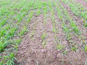 Pszenica ozima Rotax - 24.11.2018