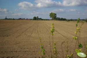 Pszeniczka ozima sąsiadów