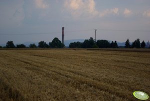 Pszeniczka ozima z niespodzianką