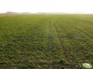 Pszenżyto Fredro i Leontino