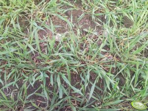 Pszenżyto Grenado 19.04