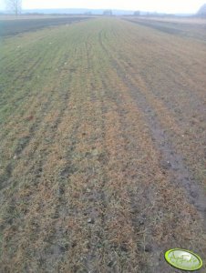 Pszenżyto ozime 2011