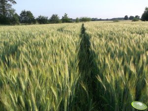 Pszenżyto Ozime Grenado