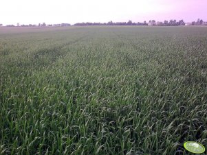 Pszenżyto Ozime PAWO