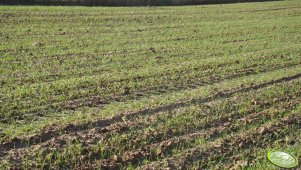 Pszenzyto ozime PIGMEJ