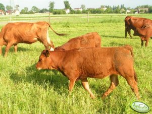 Red Angus