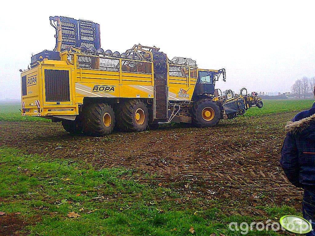 Ropa Euro Tiger v8-4 - foto kombajnu buraczanego #395129 - Galeria rolnicza  agrofoto