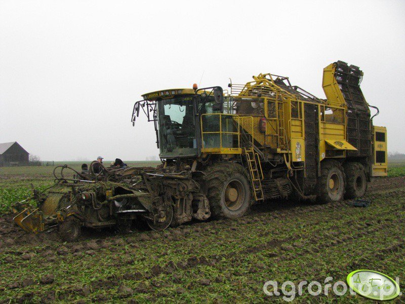 Ropa Euro Tiger Fotka Kombajnu Buraczanego Galeria Rolnicza Agrofoto