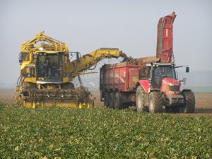 Ropa Euro Tiger 6 & Massey Ferguson 7620 + Przyczepa przeładunkowa Grimme Hawe