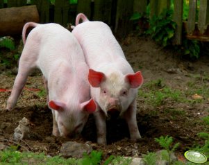 Rycie . . . to jest życie !