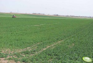 Rzepak 11.04.2011