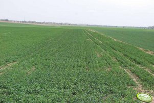 Rzepak 11.04.2011