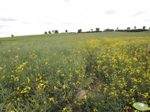 Rzepak Cadore 3.06.2012