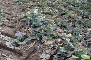 Rzepak Gospel 20.03.2010