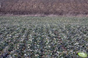 Rzepak Gospel 20.03.2010