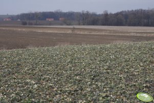 Rzepak Gospel 20.03.2010