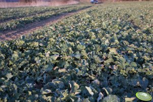 Rzepak Gospel 26.03.2010