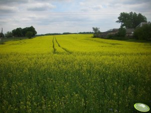 Rzepak Jary